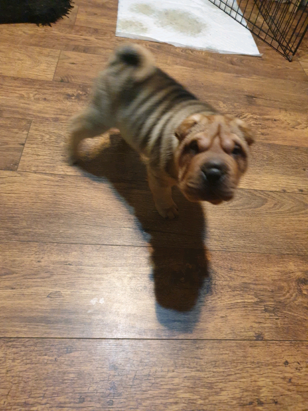 shar pei gumtree